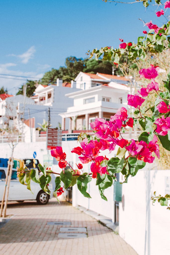 Vibrant bougainvillea blossoms on a sunny street in Portugal, capturing a serene and colorful scene.